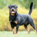 Fun facts about Rottweilers