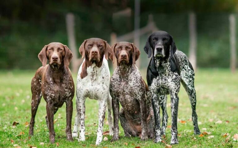 Pointers German Shorthaired