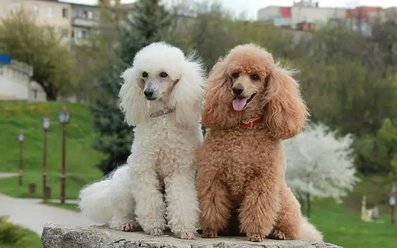 Fun facts about poodles