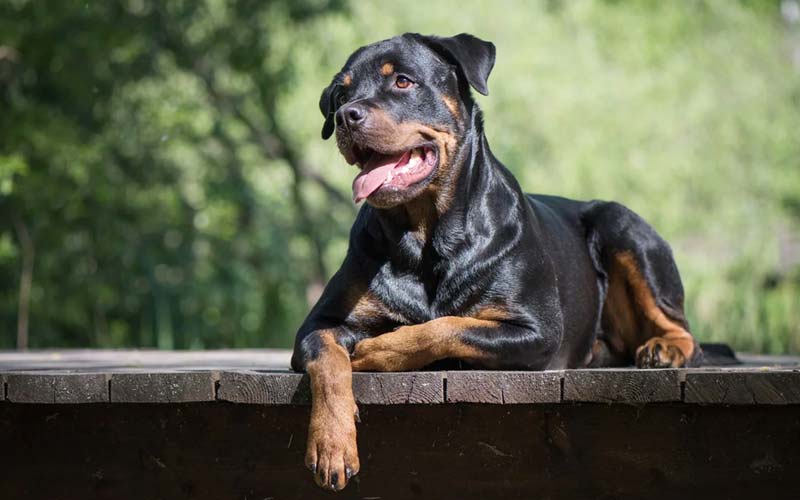 Fun facts about Rottweilers