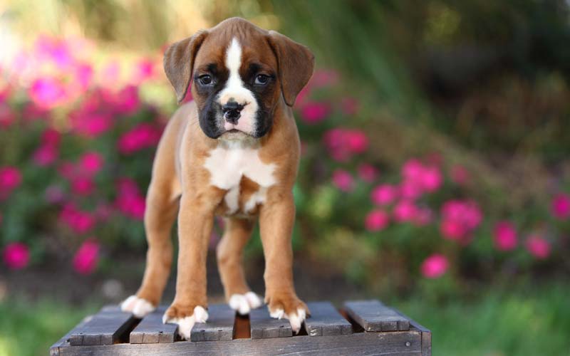 10 Fun Facts About Boxers