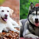 Active dog breeds for an active lifestyle