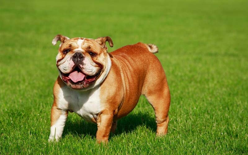English Bulldog, low-energy dog breed
