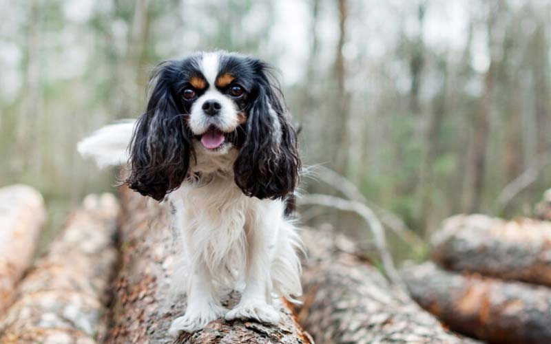 Cavalier King Charles Spaniel, calm dog breed