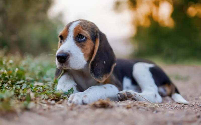 Beagle child-friendly dog