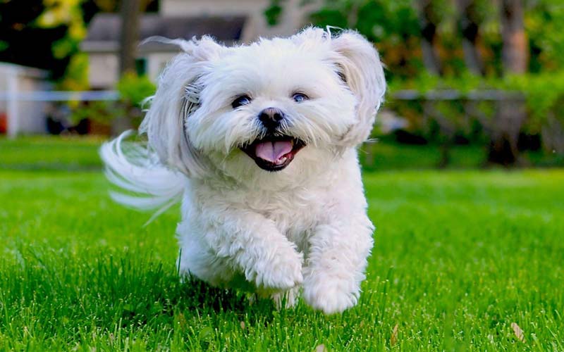 Shih Tzu, least active small dog breed