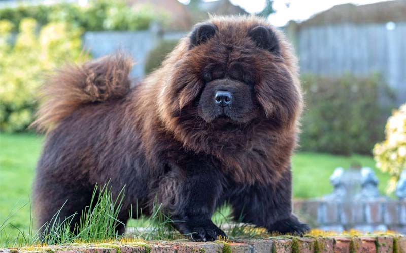 Chow Chow, calm and independent dog breed