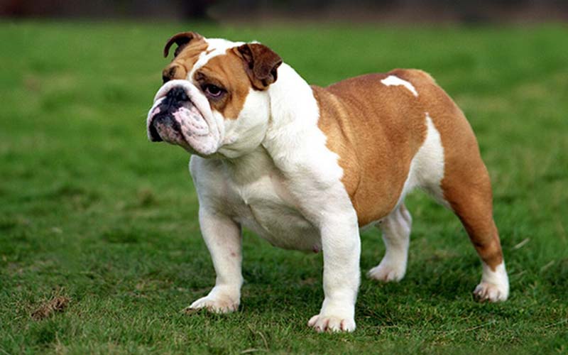 Bulldog, low-energy family dog
