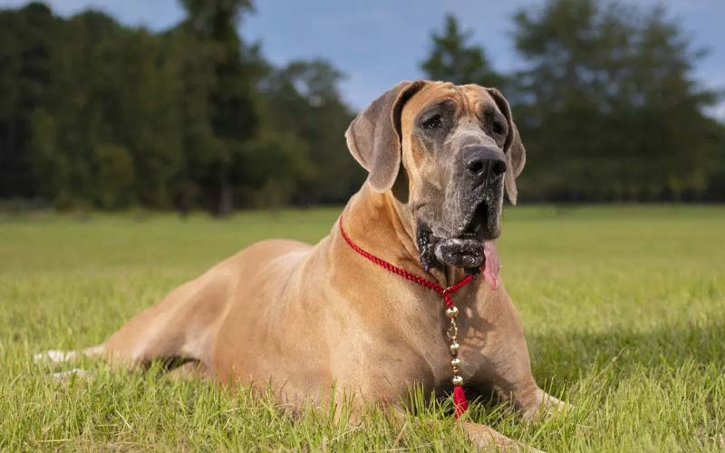 Great Dane, gentle giant, least active large dog breed
