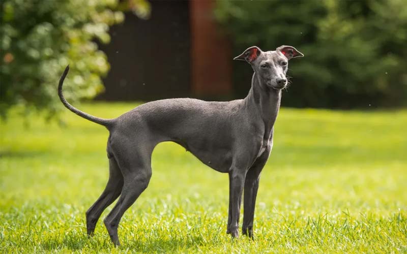 Greyhound, laid-back racing dog