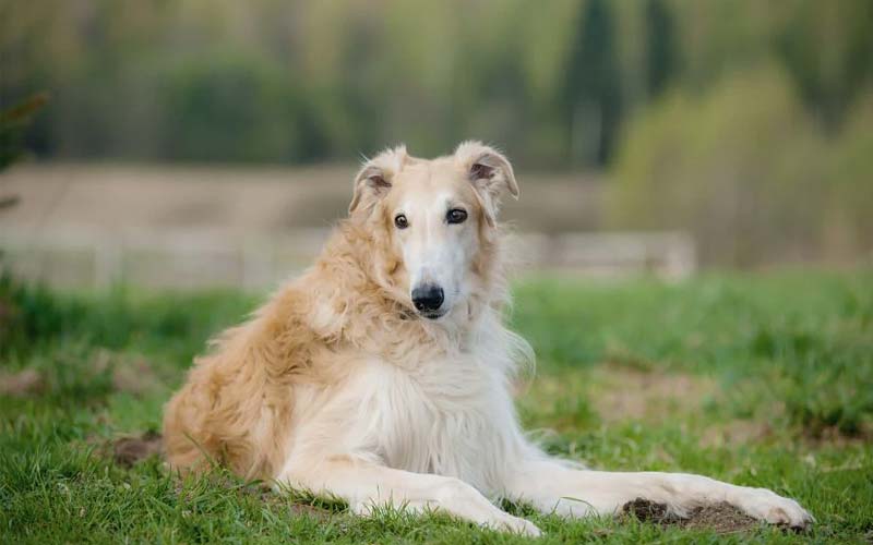 Borzoi, Russian Wolfhound, least active elegant dog breed