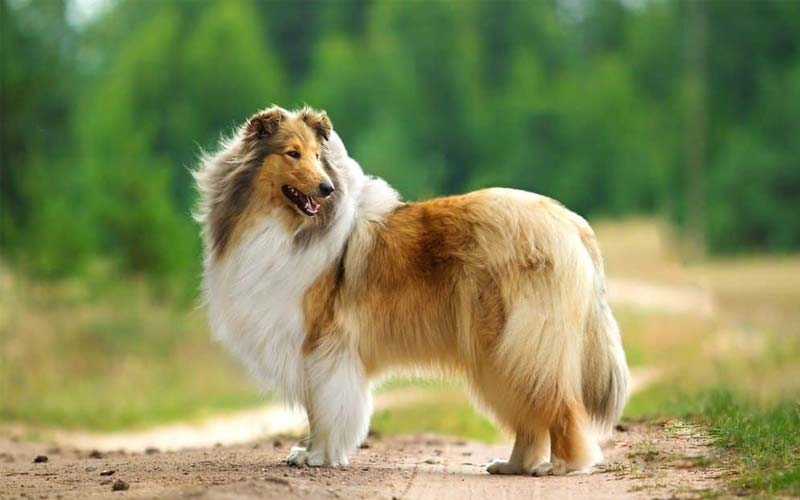 Collie family dog breed