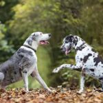 Great Danes fun facts
