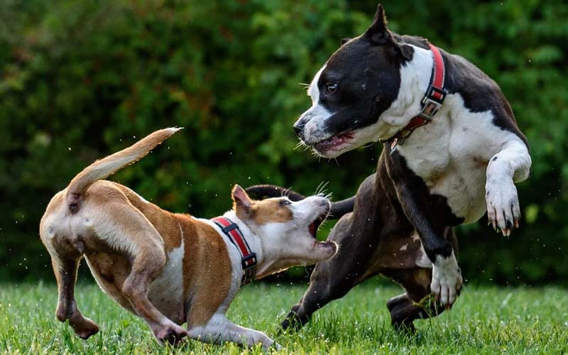 dog aggression towards family members