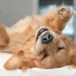 Why Do Dogs Bark In Their Sleep