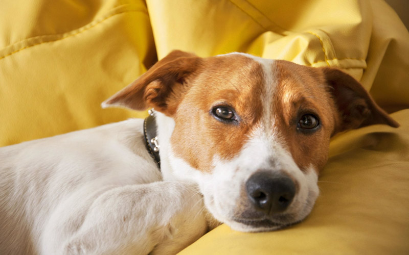 lethargy in dogs