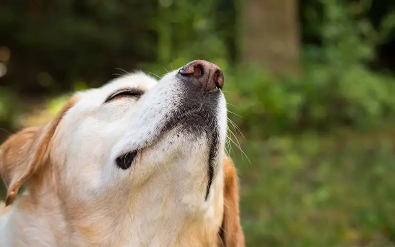 why dogs sniff crotches