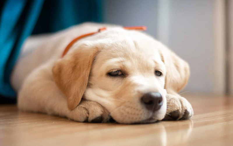 Aspirin Poisoning in Dogs