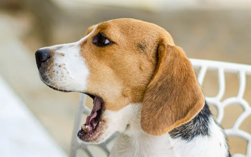 Does My Dog’s Breath Smell Like Fish?