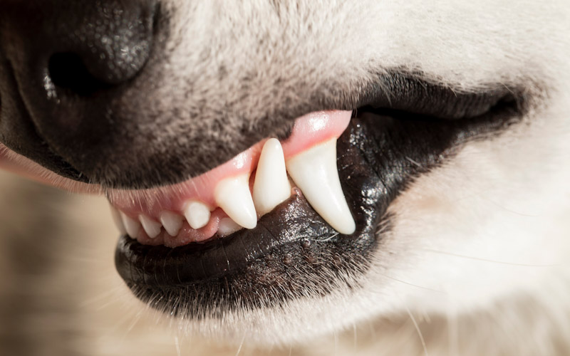 pale gums dog