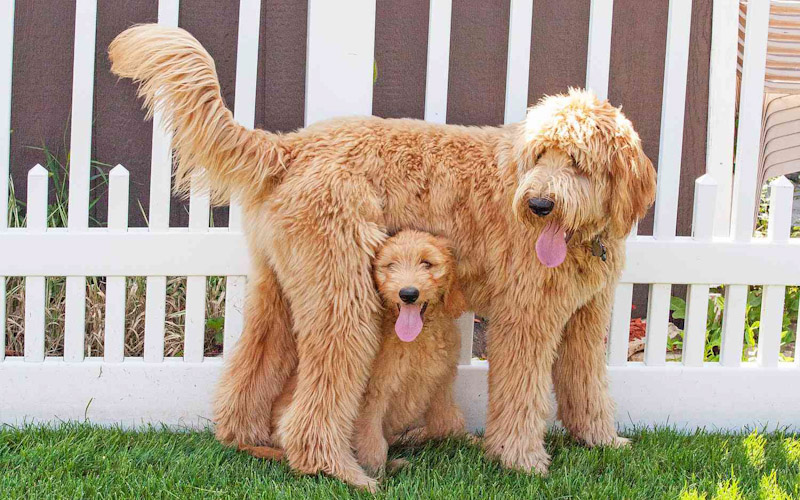 Goldendoodle dogs 