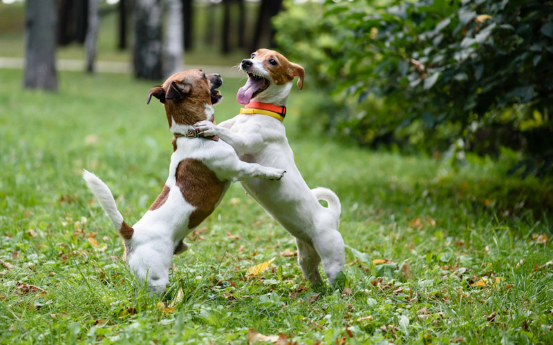 How to stop household dogs from fighting