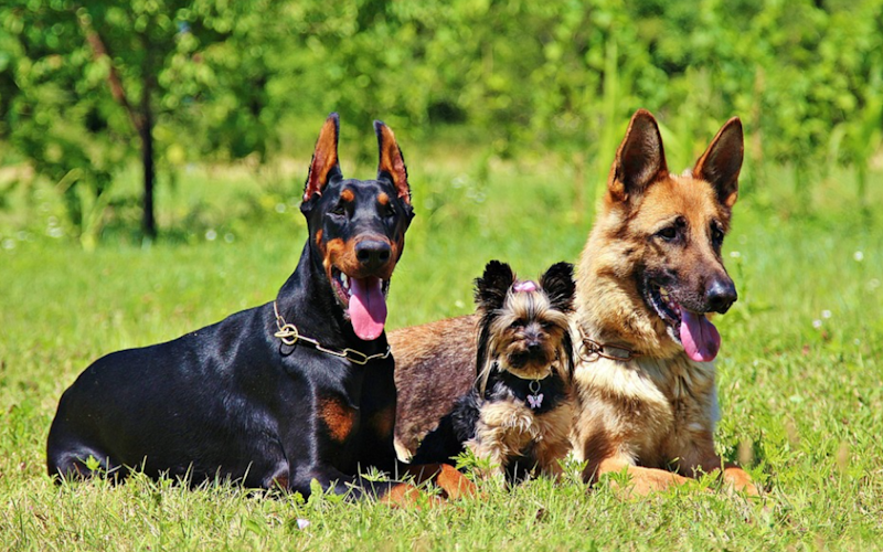Do German Shepherds Get Along With Other Dogs