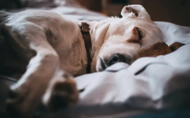 tips to get your dog to sleep happier at night