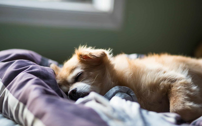 tips to get your dog to sleep happier at night