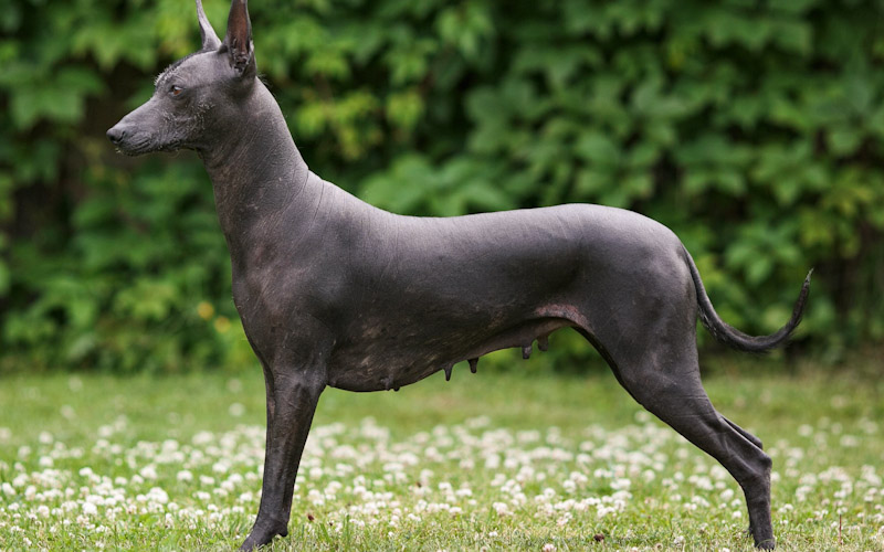 The Mexican Hairless