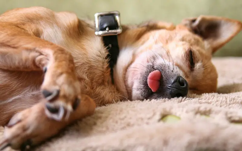 dog sleep tongue out