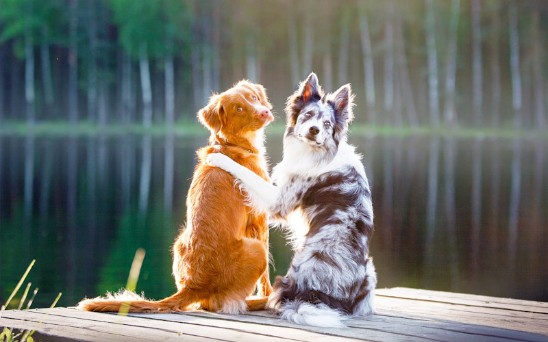 Understanding the Honeymoon Period in Dogs