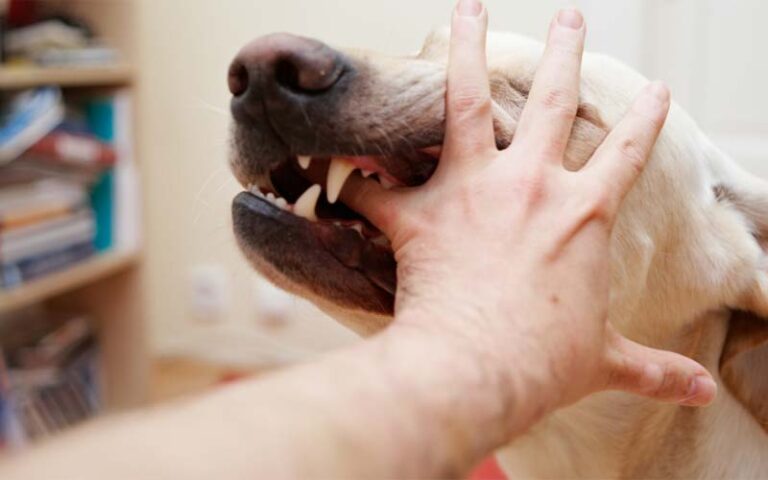Stop Dog Biting Vet