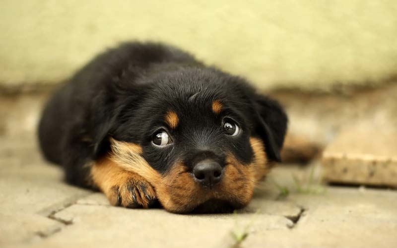 Separation anxiety in puppies